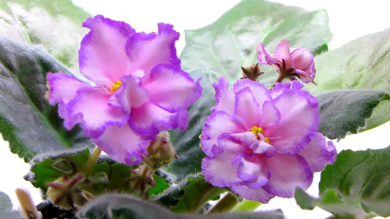 Ек счастливый день фиалка Ек счастливый день фиалка